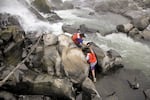 Members of the Yakama Nation scale the slippery rocks in the Willamette River near Oregon City, Ore., during the annual lamprey harvest in 2017.