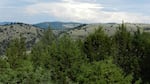 Juniper were once sparse on the Central and Eastern Oregon landscape. Due to fire suppression and grazing, the trees are 10 times as dense as they were in 1870.