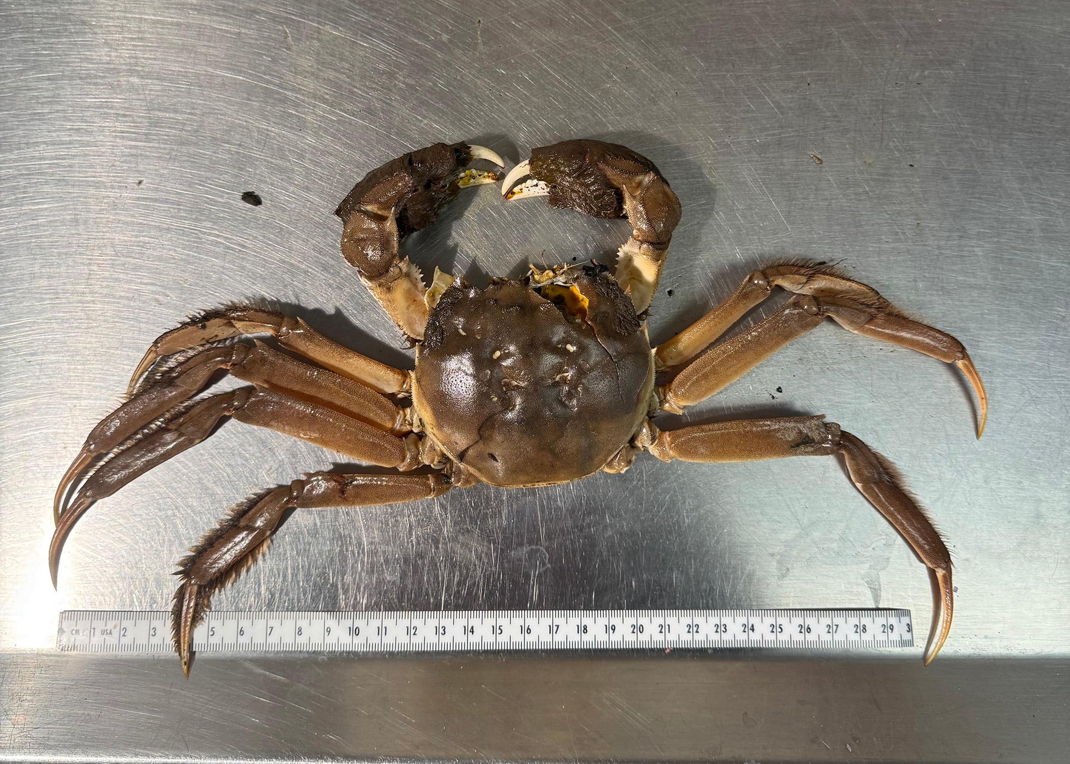 A commercial fisher caught this Chinese mitten crab east of Tongue Point along the Lower Columbia River near Astoria, Oregon, on April 22, 2025.