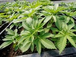 Marijuana plants for the adult recreational market are are seen in a greenhouse at Hepworth Farms in Milton, N.Y., Friday, July 15, 2022.