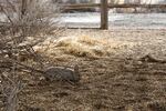 A rabbit in Duncan Evered's front yard at the Malheur Field Station. The staff at the center often sees rabbits, bobcats, wolverines, and many species of birds here.