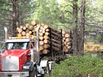 A red tractor-trailer pulls a load of logs through a forest.