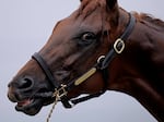 Kentucky Derby entrant Taiba gets a bath after a workout at Churchill Downs on Wednesday.