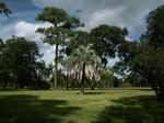 An ornamental palm tree stands in an empty field where there were once houses in Houston. A new study follows thousands of families across the country who sold their flood-prone homes to the government, to see where they moved.