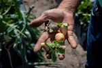 Fidel Sanchez, owner of Sanchez Farm, holds damaged pneberries at a Sanchez Farm field in Plant City, Florida, U.S., February 28, 2024.