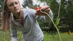 Lexi Snell of the Coos Watershed Association examines a Western Lily during a plant survey on Oregon's south coast. 