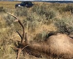 In this 2017 photo, a law enforcement vehicle is stopped near a dead bull elk in Harney County. Authorities believe poachers shot it with a high-powered rifle during Oregon's archery season and left the carcass to waste.