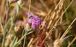 A native bee works a wildflower that emerged after the Douglas Complex Fire of 2013.