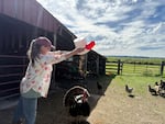 Wendy Schmidt feeding her flock of chickens and a turkey at her farm outside Clatskanie, Ore., May 30, 2025. Schmidt's property is right next door to the proposed renewable diesel refinery.