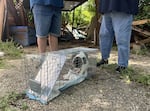 Rambo the cat thrashes in a cat trap near his home in Ingram, Texas on Thursday, July 10. Rambo had been missing for almost a week after the catastrophic flooding in central Texas.