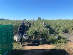 a woman carries three large buckets filled with blueberries in a field while other workers pick berries in the background.