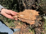 Entomologist Laura Lowrey holds bark from a dead Douglas fir to show flatheaded fir borer tracks in an undated photo.