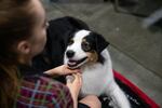 When not competing, some dogs wait as a spectator. The Rose City Classic Dog Show was held at the Portland Metropolitan Exposition Center Jan. 15-19, 2020.