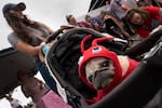 Harper, dressed as a lobster, attends Pugapalooza.