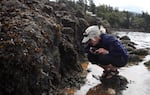 Marine epidemiologist Drew Harvell inspects sick sea stars in Washington's San Juan Islands. 