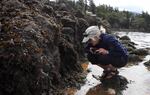 Marine epidemiologist Drew Harvell inspects sick sea stars in Washington's San Juan Islands. 