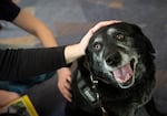 Missy, a 12-year old service dog, receives affection from students at Portland State University on Oct. 6, 2026. The Puppies at the Polls event was hosted by the university in a bid to incentivize students to check out the nearby voter registration tables ahead of the election.