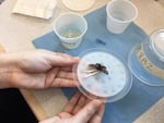 An adult Taylor's checkerspot butterfly being fed in Coffee Creek's butterfly conservation lab.