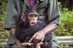 Infant George, victim of the illegal pet trade, arrived at Tchimpounga in November 2017. With around-the-clock care, he is overcoming his early traumas. A produce-rich diet for 24 chimps costs $100 a day, and targeted donations – like the Portland girls' $10,000 – are unusual.