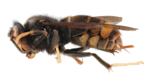 The lower portions of the yellow-legged hornet's legs are yellow.