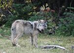 OR-10, a female pup from the Walla Walla pack is pictured in this file photo.
