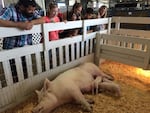 Piglets are a big draw at the Oregon State Fair in Salem.
