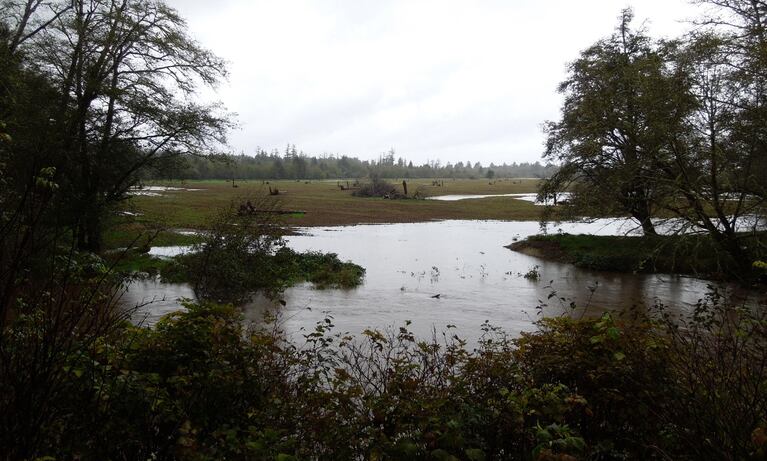 A restoration project last year allowed this wetland to flood while an infamous stretch of Highway 101 stayed dry this winter.