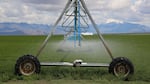 An irrigation pivot in Harney County on May 27, 2019. Spraying water at a lower height, so that less evaporates, is one conservation measure some farmers implemented in response to depleting groundwater levels. 