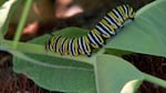 Monarchs, when in their caterpillar stage, rely on milkweed for food. They also incorporate milkweed toxins making their own bodies taste terrible to birds, shielding them from being eaten.
