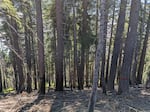 Some trees shown in this forest have orange markings on them to signify they should not be cut down. The Bureau of Land Management has approved a controversial proposal that includes 830 acres of commercial logging and 7,500 acres of prescribed fire and smaller tree thinning in the Siskiyou Mountains south of Grants Pass.