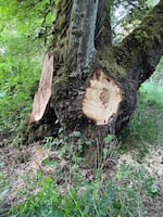 A Corvallis maple tree with two burls illegally cut out of it with a chainsaw. Officials say the six trees which have had 25 burls cut out by vandals since December, will likely die.