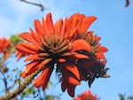 Some researchers say the African coral tree has a racial slur embedded in its name. This month, scientists at an international meeting voted to have that epithet removed. 