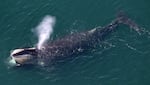 An aerial view of a North Atlantic right whale feeding off the shores of Duxbury, Mass., in 2015.