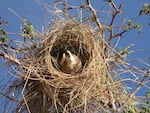 A white-browed sparrow weaver inspects a roost under construction, after just receiving some grass brought by another member of its group.