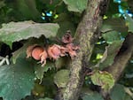 A cluster of hazelnuts still on the tree at Kirsch Family Farms on Oct. 7, 2025. Unlike other nuts, hazelnuts must naturally fall off the tree to be harvested.