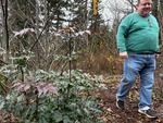 A man in a green sweater and blue jeans walking along a mulch path among winter plants, including Oregon grape.