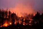 Trees on fire in a forest.