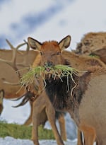 Winter conditions at Wenaha Wildlife Area in Wallowa County Ore., on Jan. 17, 2017. Improved habitat at a planned wildlife area could also benefit elk in Union County.
