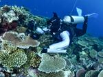 In this photo supplied by the Great Barrier Reef Marine Park Authority (GBRMPA), a diver swims past coral on the Great Barrier Reef in Australia, Oct. 18, 2016.