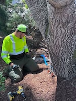The City of Salem has been actively treating its ash trees in anticipation of the emerald ash borers. Here an arborist injects insecticide into an ash in Salem in 2026.