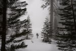 Eric Meyer, an ecologist at Kings Canyon and Sequoia National Parks, walks into a section of Sequoia National Park to check the depth of the snow.