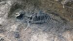 The structure of the pig is nearly completely visible.  Students will take another round of soil samples after the bones are removed.