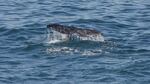 A whale's tail breaches the surface of ocean water.