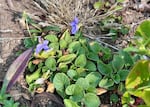A few of the early blue violets, Viola adunca, were blooming in early August.