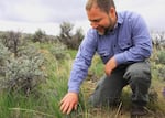 Jay Kerby with the Nature Conservancy shows some healthy fronds of bluebunch wheatgrass. After fire, Oregon's native grasses are slower to re-establish in desert habitats. Kerby and his team are researching ways to improve seedling survival rates so invasive species don't push out desert grasses.