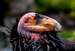 FILE - A California condor named Hope is seen at the Los Angeles Zoo on May 2, 2023. Condors released into the wild are believed to be tending to an egg.
