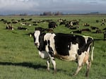 Dairy cows graze on a farm near Oxford, in the South Island of New Zealand on Oct. 8, 2018.