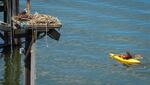 A kayaker paddles by unaware of the osprey nest perched on a platform by the Willamette River.