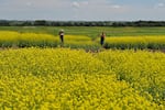 Some groups of farmers say canola can cross-pollinate with similar plants like mustards or cabbage, which could damage yields for specialty seed growers.