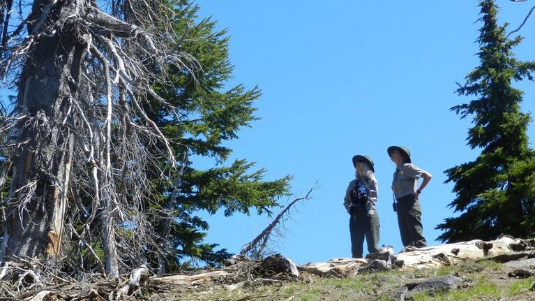 Scientists with OSU say climate change has increased insect infestations is leading some tree species, like the white bark pine tree, to dissapear.